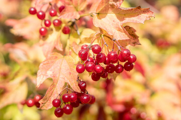 Bunches of ripe viburnum  berries on bush.