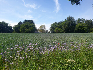 Prato di fiori in primavera