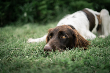 Dog shelter puppy portrait