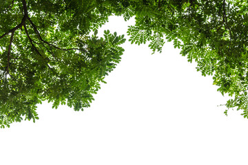 Frame of green leaves tree on white background.