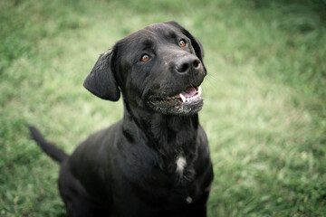 black labrador retriever