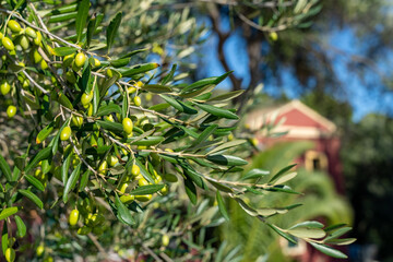 Greece tropical island olive tree close up of leaves and olives with Greek villa in background