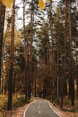 autumn path in the park