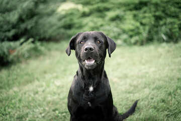 Dog shelter puppy portrait