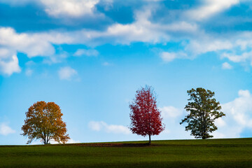 Fototapeta na wymiar Three trees in a green meadow with a blue sky and Cumulus clouds, represent the turning of the summer season to autumn with the change of colors of the leaves of one tree from green to red. 