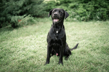 black labrador retriever