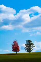 Obraz premium Two trees in a green meadow with a blue sky and Cumulus clouds, represent the turning of the summer season to autumn with the change of colors of the leaves of one tree from green to red. 