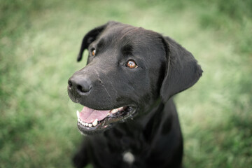 black labrador retriever