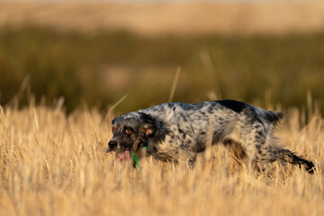 Pointer pedigree dog running in the field with tongue out