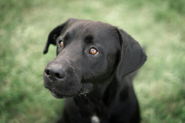 black labrador retriever