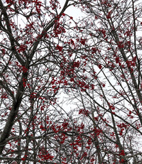 red rowan berries in winter against the sky