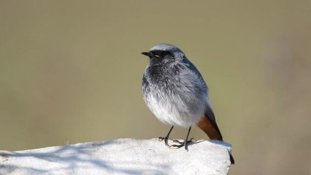 Black redstart (Phoenicurus ochruros) claiming in spring.
