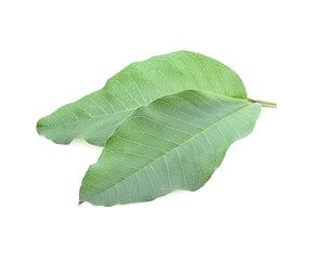 Obraz premium leaves of guava isolated on white background