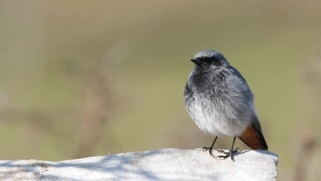 Black redstart (Phoenicurus ochruros) claiming in spring.