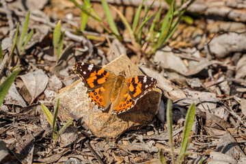 Australian Painted Lady sunning itself on a rock
