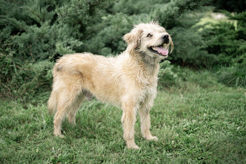 Dog shelter puppy portrait
