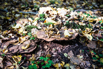 mushrooms on the tree