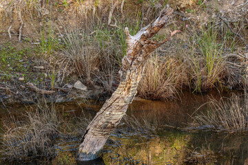 Dead tree sticking out of a dam on a spring morning