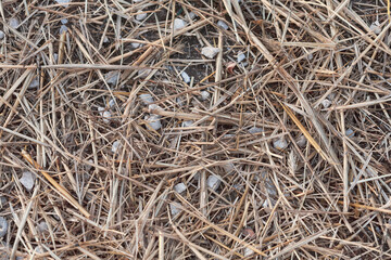Small straw with pebbles on the ground. Macro.