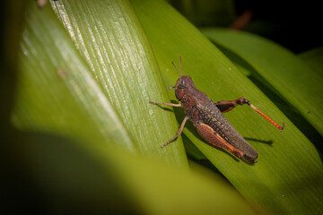 Grasshopper crawling on a leaf