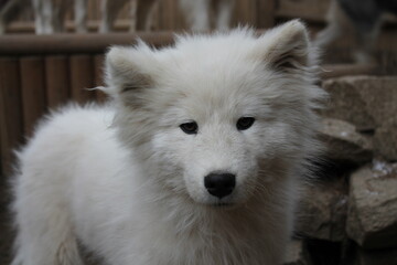 portrait of a white dog