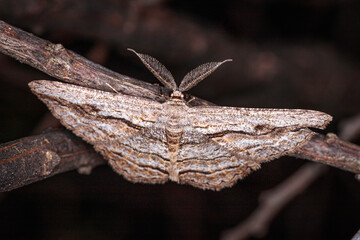 Grey-patch Bark Moth