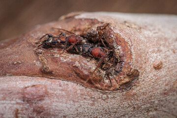 Longhorn beetles mating on a fallen branch