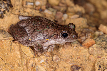 Peron’s Tree Frog