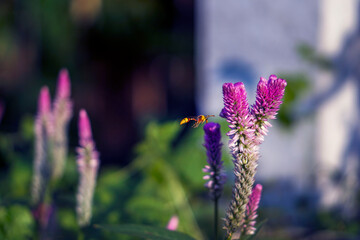 Fototapeta premium bee on lavender flower