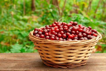 Fototapeta na wymiar Full basket with juicy red cranberries in a basket on an forest background with copy space. Cranberry national holiday and Thanksgiving Day.