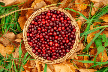 Top view basket with juicy red cranberries in a basket on an autumn background of fallen leaves with copy space. Cranberry national holiday and Thanksgiving Day.