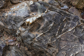 Quartz veins in a rock