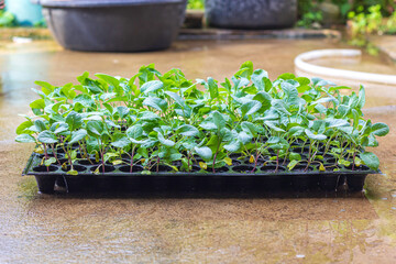 Lettuce seedlings in black nursery box on concrete floor