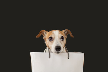 Cute jack russell terrier dog sitting with a white paper bag and looking up on black background. Black Friday sale