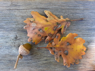 oak leaves and acorns on wooden background