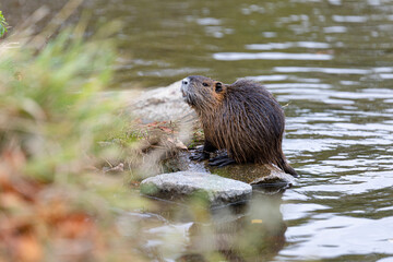 Nutria on the island