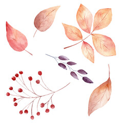 Watercolor fall leaves and berries isolated on white background. Autumn clipart for invitations.