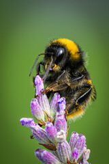 Bumble Bee On Lavender