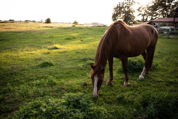 horse in the field