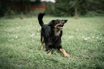 dog on grass