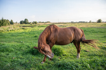 Naklejka na ściany i meble moving horse in the meadow