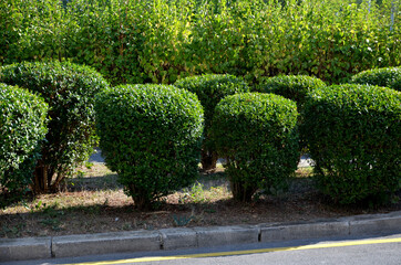 green hedge trimmed in the garden yard lawn trees in row alley evergreen edge round
