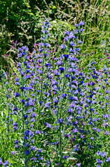 Echium vulgare, viper s bugloss or blueweed, Plana mountain, Bulgaria 