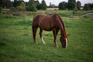 horse in the meadow eating grass