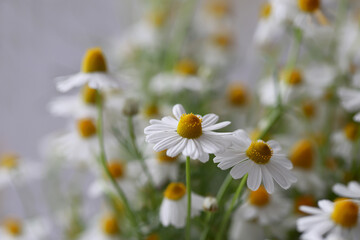 Daisy flowers, the harbinger of spring