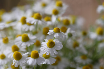 Daisy flowers, the harbinger of spring
