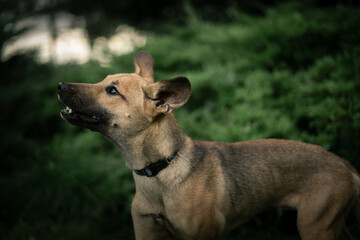 Puppy portrait