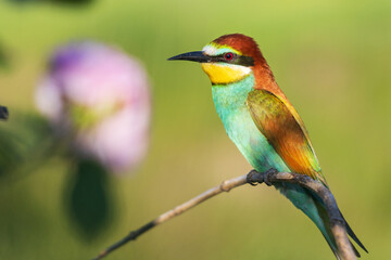 beautiful bird of paradise and pink flower