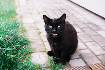 The black cat with open mouth looking at camera