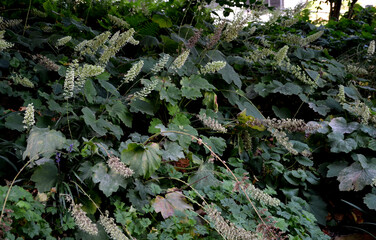 It blooms with a large number of small bell-shaped flowers in laths on long stems. Frost-resistant...